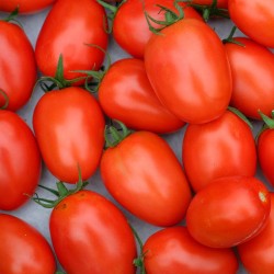 Tomates ROMA BIO Chateauneuf (au kg)