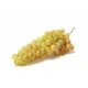 Raisin blanc Danlas France  (au 500g)