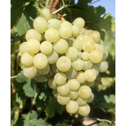 Raisin Gros vert Provence  bio 500  gr