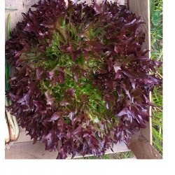 Salade multifeuille  BIO Grasse (à la pièce)
